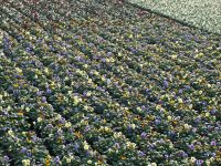 Frühjahrsblüher Viola Cornuta