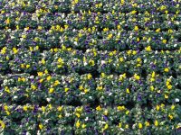 Frühjahrsblüher Viola Cornuta