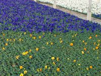 Frühjahrsblüher Viola F1