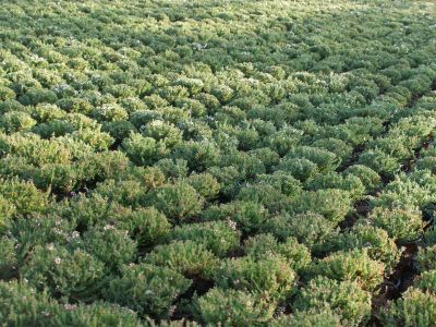 Herbstsortiment Calluna Gardengirls