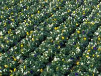 Frühjahrsblüher Viola Cornuta