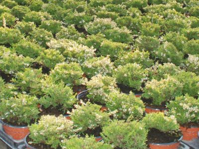 Herbstsortiment Calluna Gardengirls