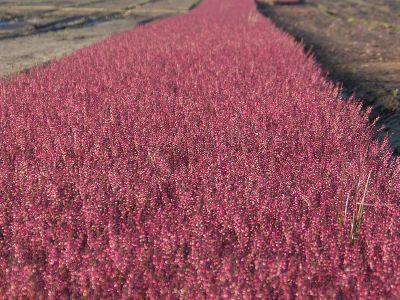 Herbstsortiment Calluna Marlies
