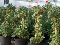 Sommerblumen Pelargonien Hochstämmchen