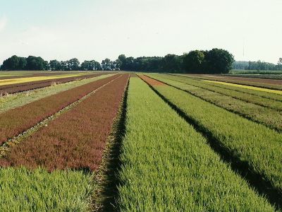 Herbstsortiment Calluna Gardengirls