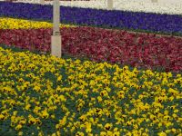 Frühjahrsblüher Viola F1